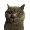 Cats 12