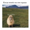 @capybaras_cutie 7