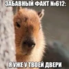 @capybaras_cutie 8