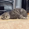 Broken Cats 2 14