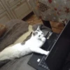 Broken Cats 2 15