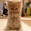 Pretty cats :: @fStikBot 13