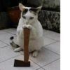 Broken Cats 2 16