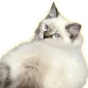 Cats 13
