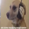 @chirpani r(a)u-sp-troll 9