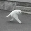Crying Cat Deluxe 12