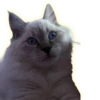 Cats 14