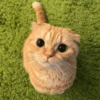 Cat's Memes by MahYa [ @MoodPacks ] 12