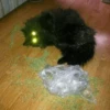 Broken Cats 2 17