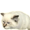 Cats 15