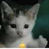 cats for gays 5