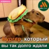 @capybaras_cutie 9