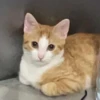 CatsCats :: @fStikBot 13