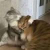 CatsCats :: @fStikBot 14