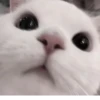 Cats @kll0rt :: @fStikBot 8