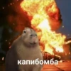 @capybaras_cutie 10