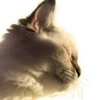Cats 16
