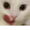 Broken Cats 2 19