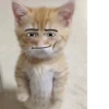 CatsCats :: @fStikBot 15