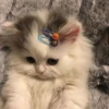 Pretty cats :: @fStikBot 14