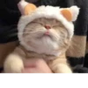 Pretty cats :: @fStikBot 15