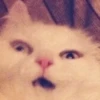 CATS 11