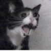 CATS 12