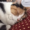 Cat's Memes by MahYa [ @MoodPacks ] 13