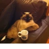 Broken Cats 2 20