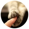 Nice Cats @StikeryTG 11