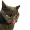 Cats 17