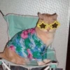 CATS 13