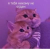 Pretty cats :: @fStikBot 17