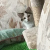 CATS 14