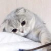 Broken Cats 2 21