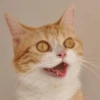 Broken Cats 2 22