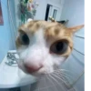 cats for gays 6