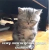 CatsCats :: @fStikBot 18