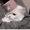 Cats @kll0rt :: @fStikBot 10