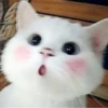 Miauw 나현 15