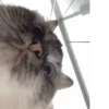 Cat's Memes by MahYa [ @MoodPacks ] 14