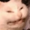CATS 15