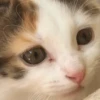 CATS 16