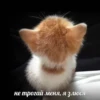 CatsCats :: @fStikBot 20