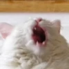 CATS 17