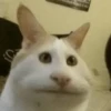 Broken Cats 2 23