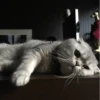 Cat's Memes by MahYa [ @MoodPacks ] 15