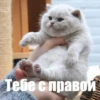 @CuteCatsTg Cute Cats 14