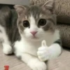 cats for gays 8