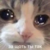 @CuteCatsTg Cute Cats 15